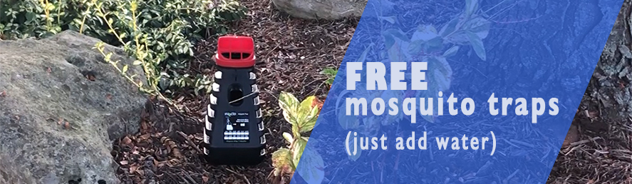 Free mosquito traps