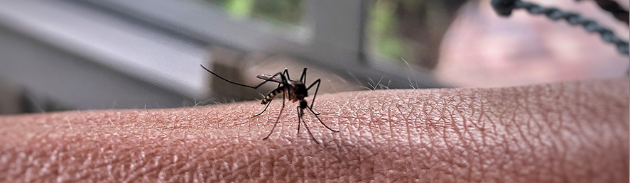 Mosquito on arm | Collier Mosquito Control District
