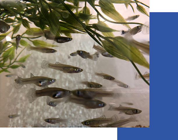 Free Mosquitofish for Collier County Residents | Collier Mosquito Control District