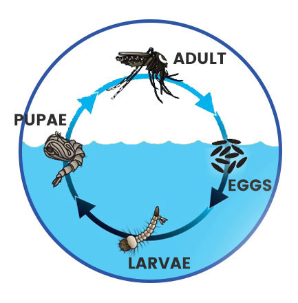 Mosquito Lifecycle Diagram | Collier Mosquito Control District