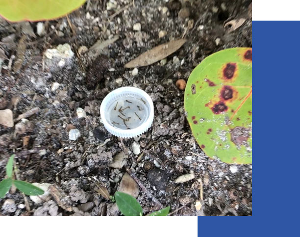Mosquito Larvae in a bottlecap. Reduce mosquito habitats for disease prevention. | Collier Mosquito Control District