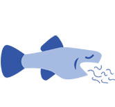 Mosquitofish Eating Icon | Collier Mosquito Control District